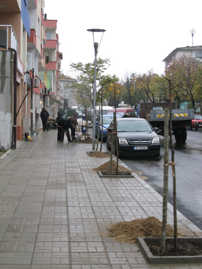 Засаждат нови дръвчета в Царево