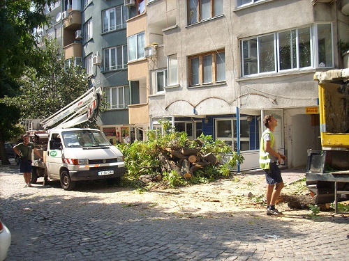40-годишно дърво се разцепи от жегите. По чудо няма жертви