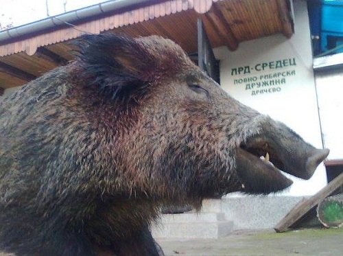 200 килограмов звяр отстреля ловната дружинка на Драчево