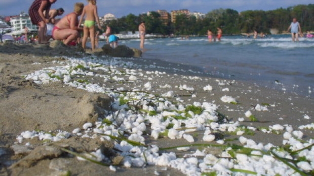 Палмово масло е бялата субстанция по плажовете по Южното Черноморие