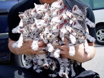 Котешки геноцид в Ню Йорк
