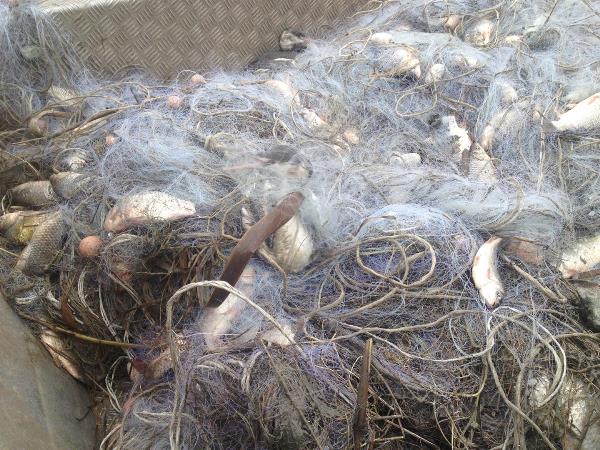 Голям гмурец и зеленоглава патица намерени удавени
