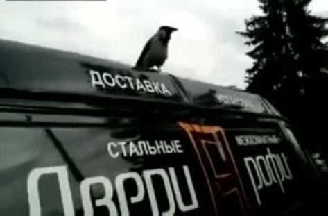 Врана кукурига като петел след като се напи