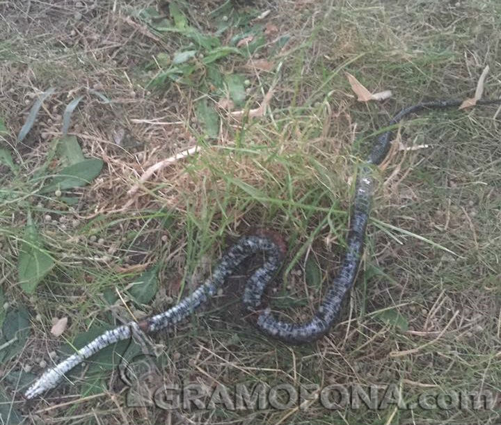 Еднометров смок до детска площадка