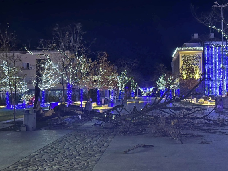 Силен вятър събори дърво в центъра на Царево