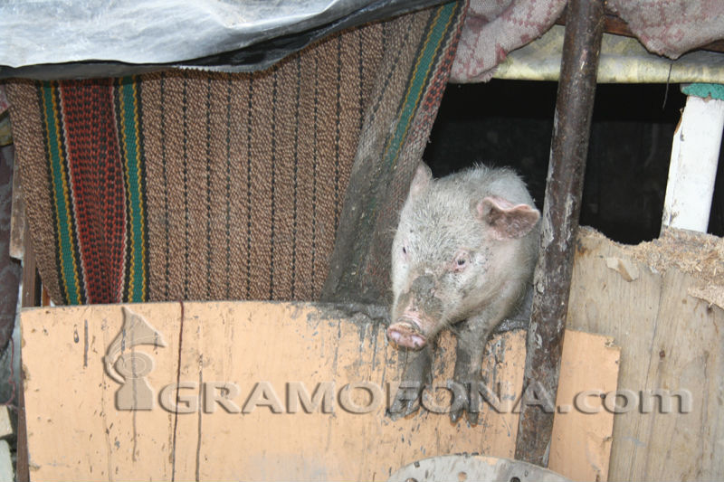 Протест заради принудителното избиване на домашни прасета