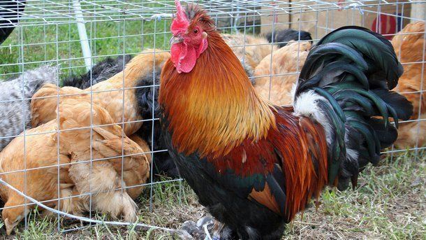 Огнище на птичи грип в стопанство в Етрополе