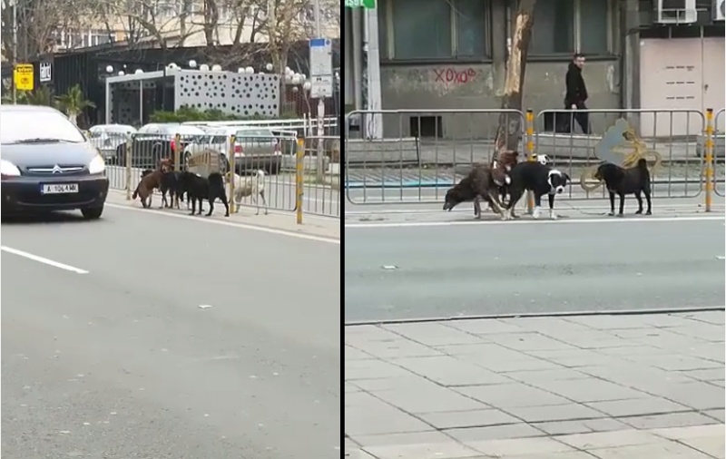 Бездомни кучета втрещиха шофьори до Новата поща