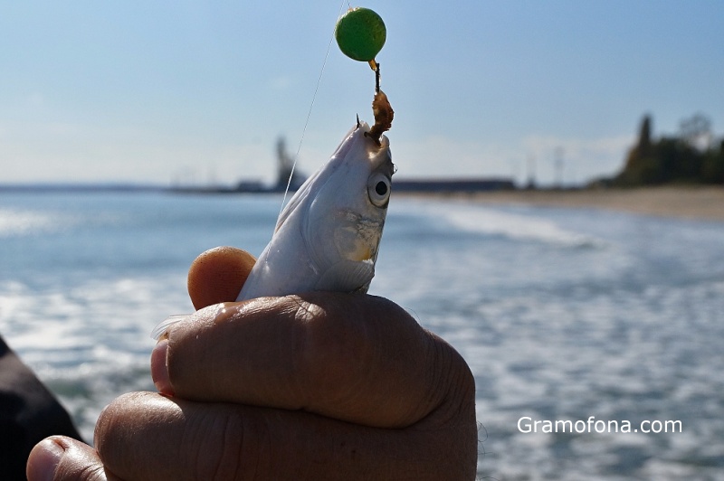 Риба дявол и сини раци изместват сафрида и паламуда в Черно море