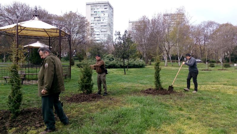 Залесиха липа и кедър до Флората