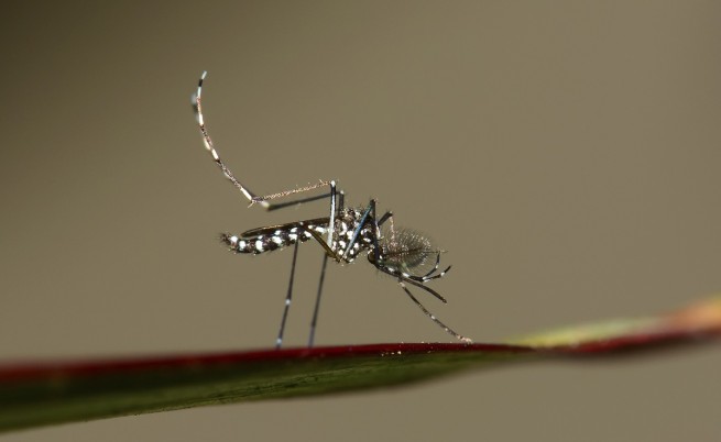 Тигровият комар – агресивен, упорит и не толкова опасен