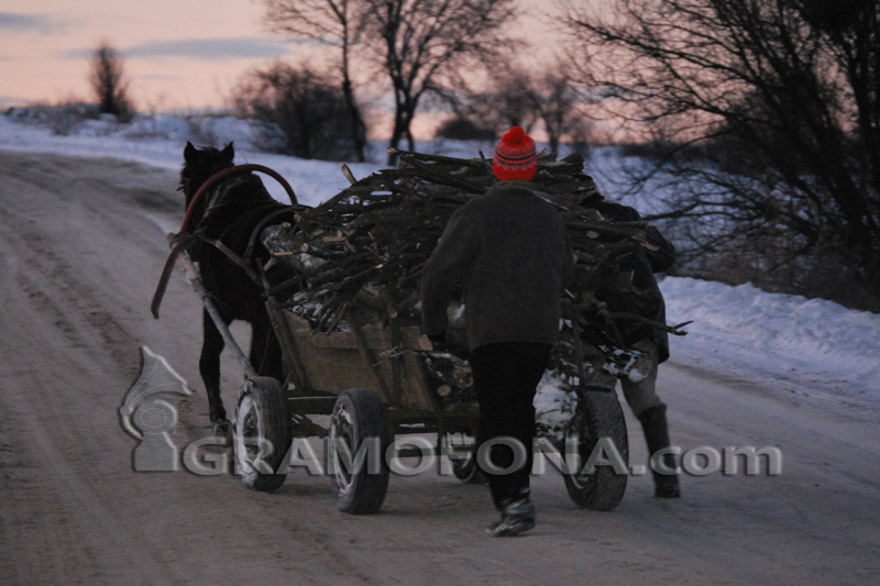 19 коня и 26 каруци на търг от горските в Бургас 
