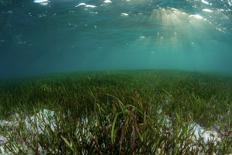 Морската трева поглъща повече въглерод от тропическите гори, знаете ли къде е една от най-големите подводни ливади