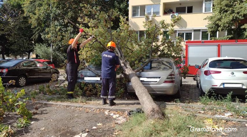 Дърво премаза два автомобила на паркинг в Бургас