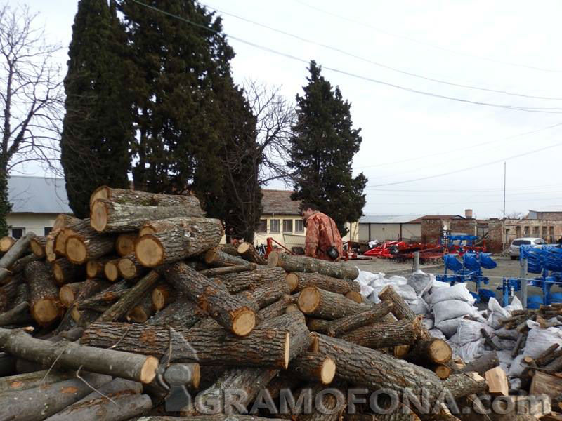 В Кости и Българи доволни от дървата за зимата