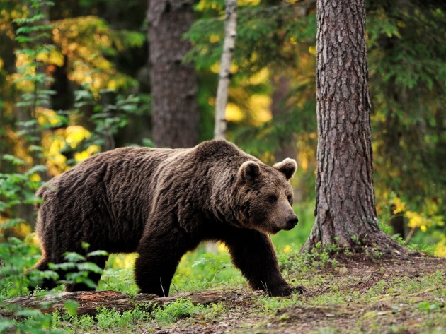 Страх от руски мечки тресе английските фенове 