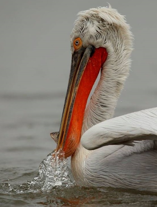 Търсим още хора, за да подредим гигантски къдроглав пеликан в Морската градина на Бургас