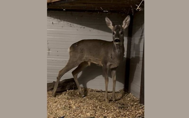 Спасиха ранена сърна от района на Аркутино