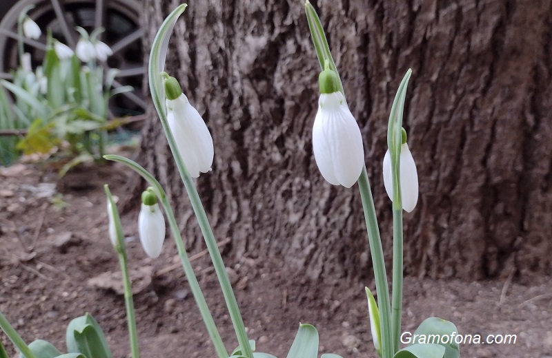 Астрономическата пролет настъпва днес