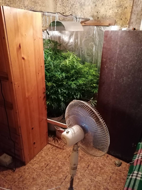 Откриха оранжерия за марихуана в Китен