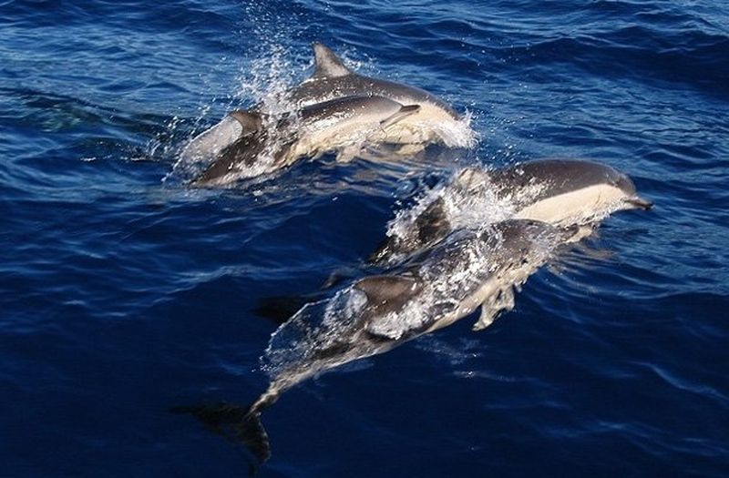 Основен враг на делфините били военните сонари