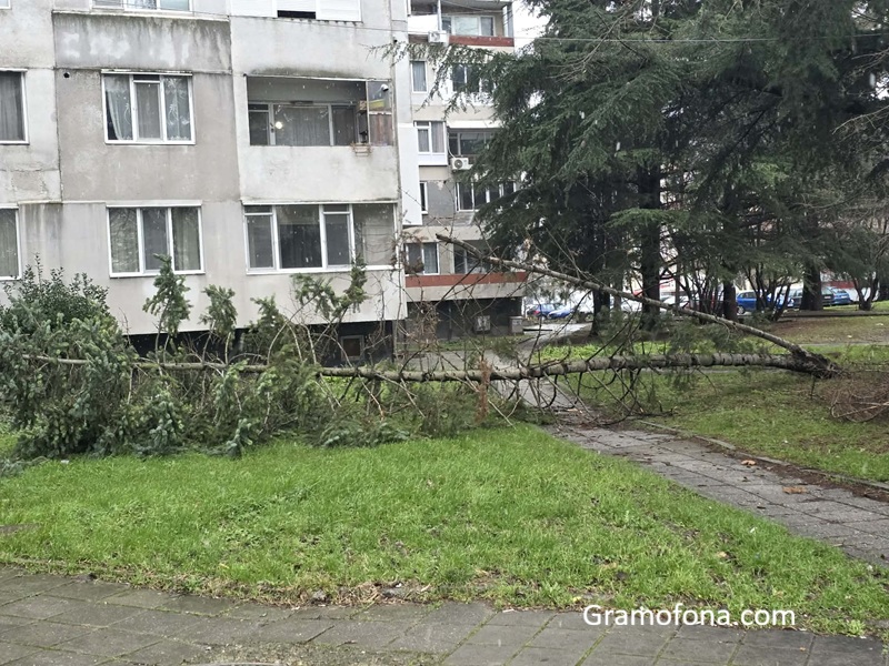 Силният вятър събори дървета в Бургас