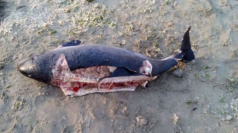 Делфините починали от удавяне