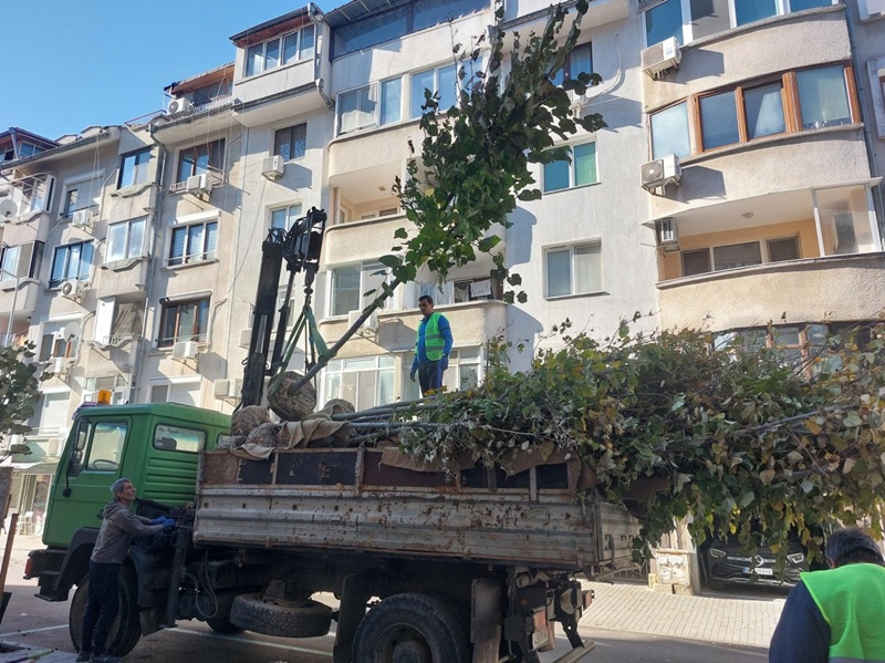 Засаждат 200 липи по ул. „Патриарх Евтимий“ в Бургас
