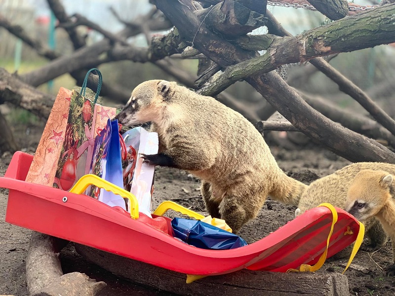 Животните в бургаския зоопарк получиха подаръци за Коледа