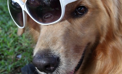 Кучешки живот : Лулу получи наследство от 5 милиона долара 