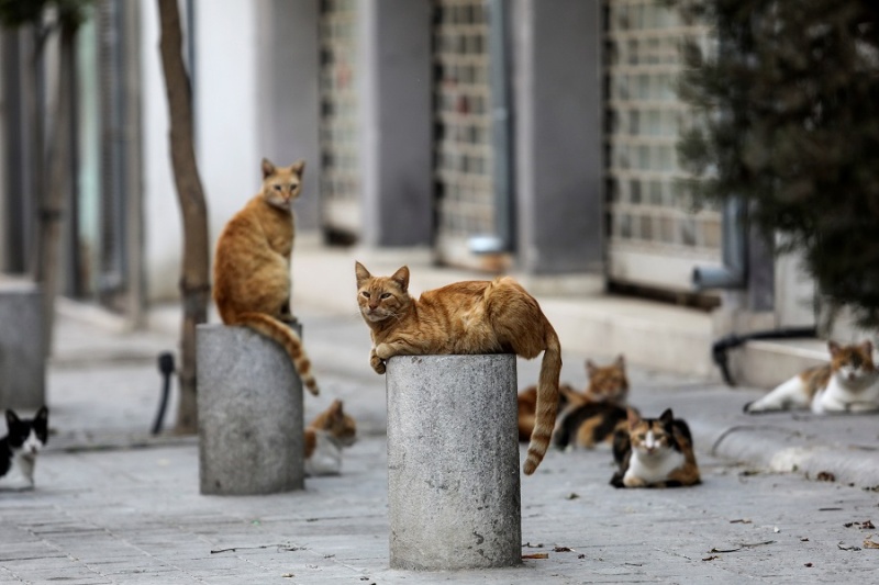 Кипър се превръща в царство на котките