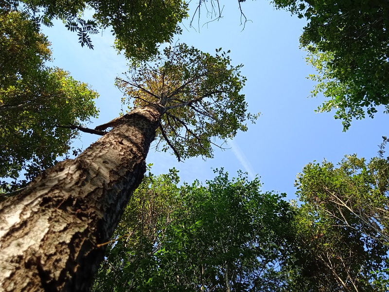 Заарландски метод за отглеждане на дървесина на територията на странджански държавни горски стопанства