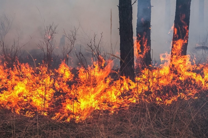В навечерието на ловния сезон горските предупреждават: внимавайте за пожари