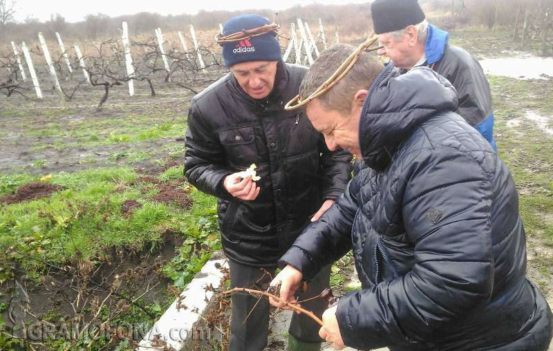 Опитни майстори и кмет зарязаха лозите в Камено