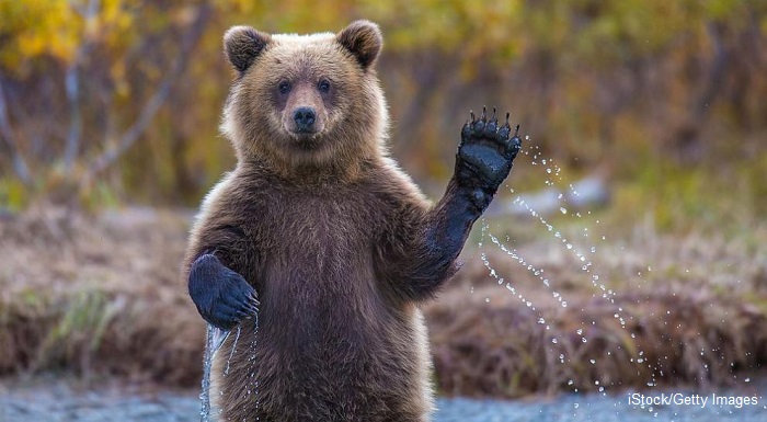 Мечка нападна жена в района на Белица