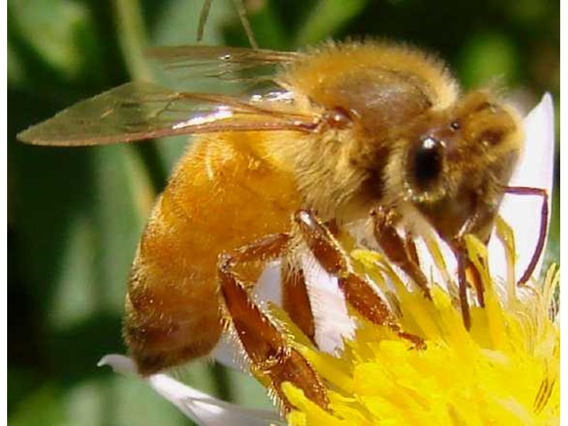 Да спасим пчелите
