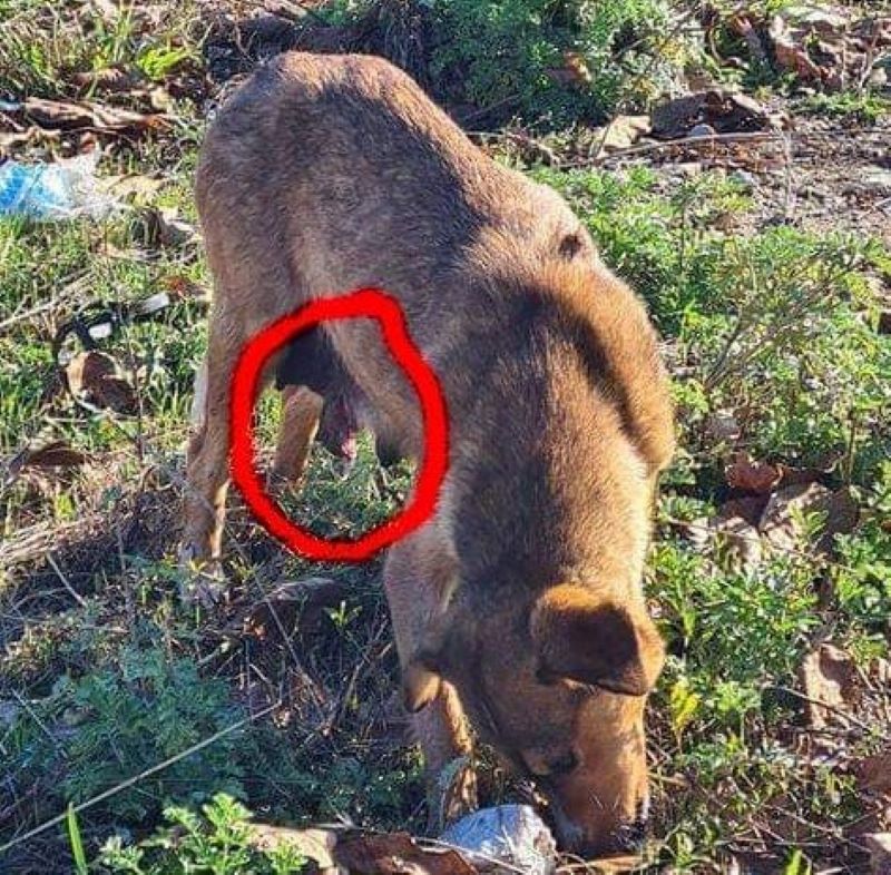 Разпорено куче беше спасено от доброволци във Велинград