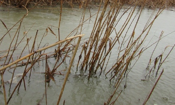 Задушлива смрад на фекалии покрай Атанасовското езеро