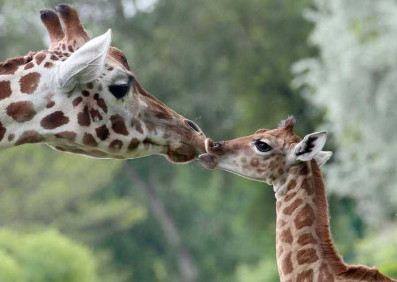 Над милион проследиха на живо раждането на жирафче в зоопарк