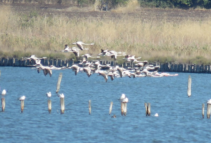 Нова рекордна численост на розовото фламинго в Атанасовско езеро