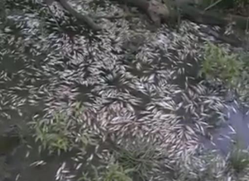 Безводието убило рибата в Караагач