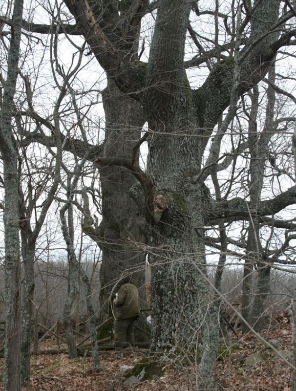 Вековните защитени дървета в парк Странджа ще станат с 11 повече