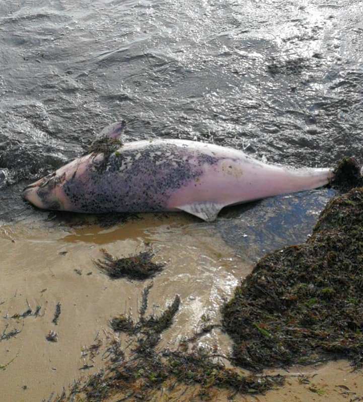 Морето изхвърли трупове на бебета делфини в Несебър