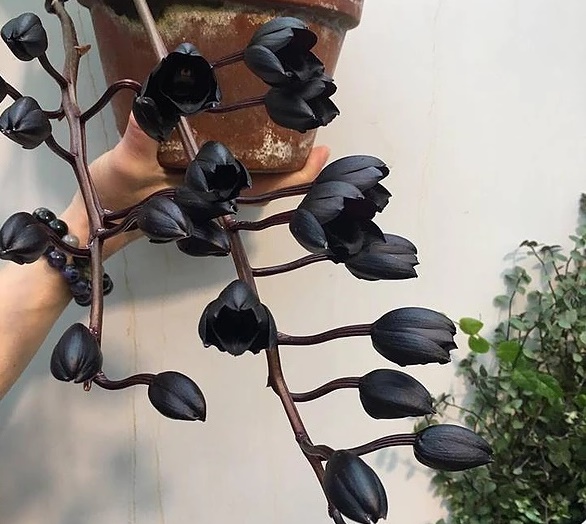 Цъфна най-черната орхидея в света