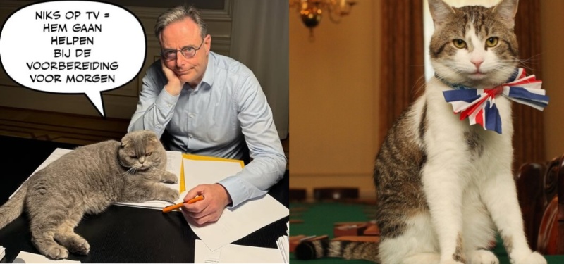 Котаракът ми е по-добър от котарака ти