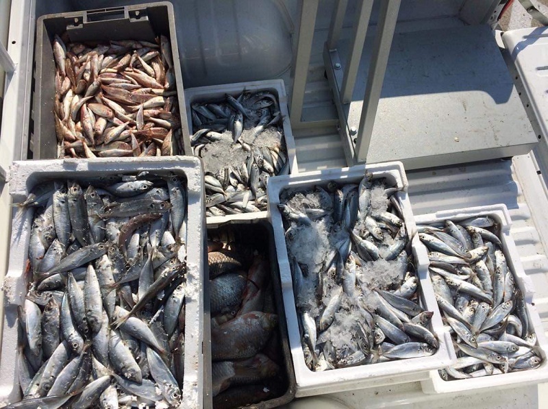 Инспектори на ИАРА конфискуваха 150 кг. риба