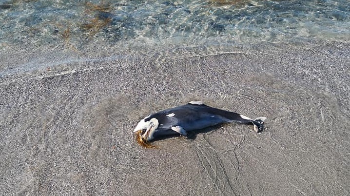 Морето изхвърли мъртво делфинче на плажа в Поморие