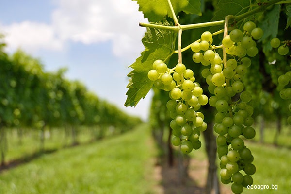 От 19 август стопаните кандидатстват по de minimis за плодове, зеленчуци, маслодайна роза и винени лозя