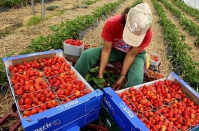 Търсят се жени да берат ягоди в Испания 