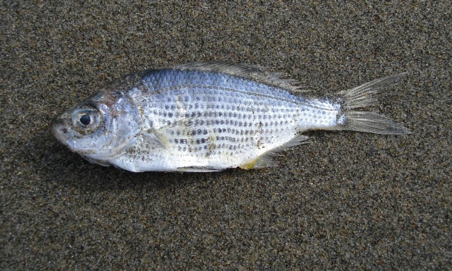 Мъртва риба изплува по поречието на р. Тунджа